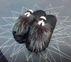 2016 New Fendi women Slippers FSW0042